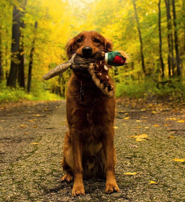 Ike Pheasant Dog Toy