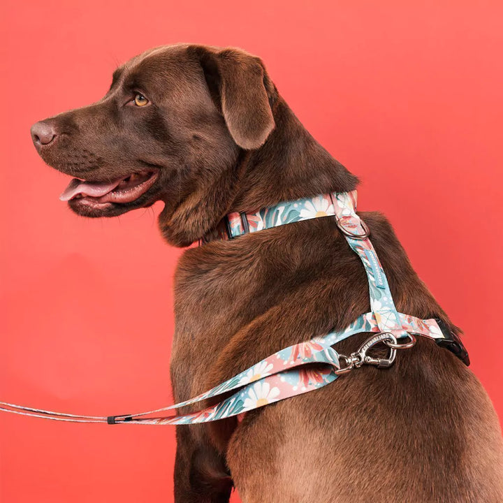 Cachorreiros Floral H Harness