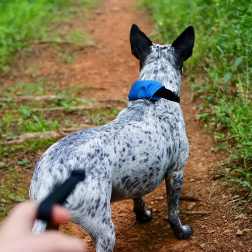 RadDog™ All In One Collar + Leash Size Large