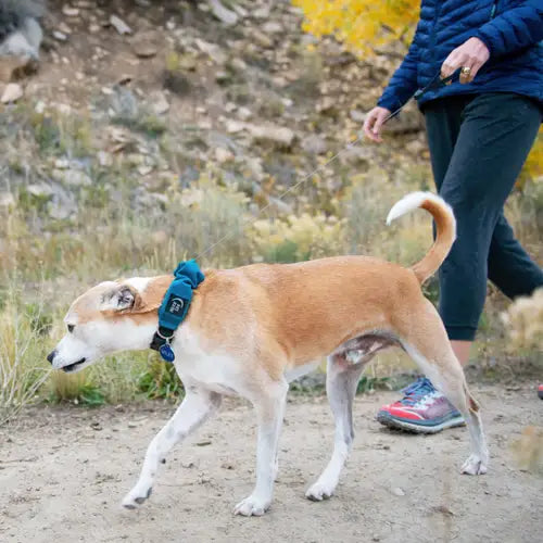 RadDog™ All In One Collar + Leash Size Large