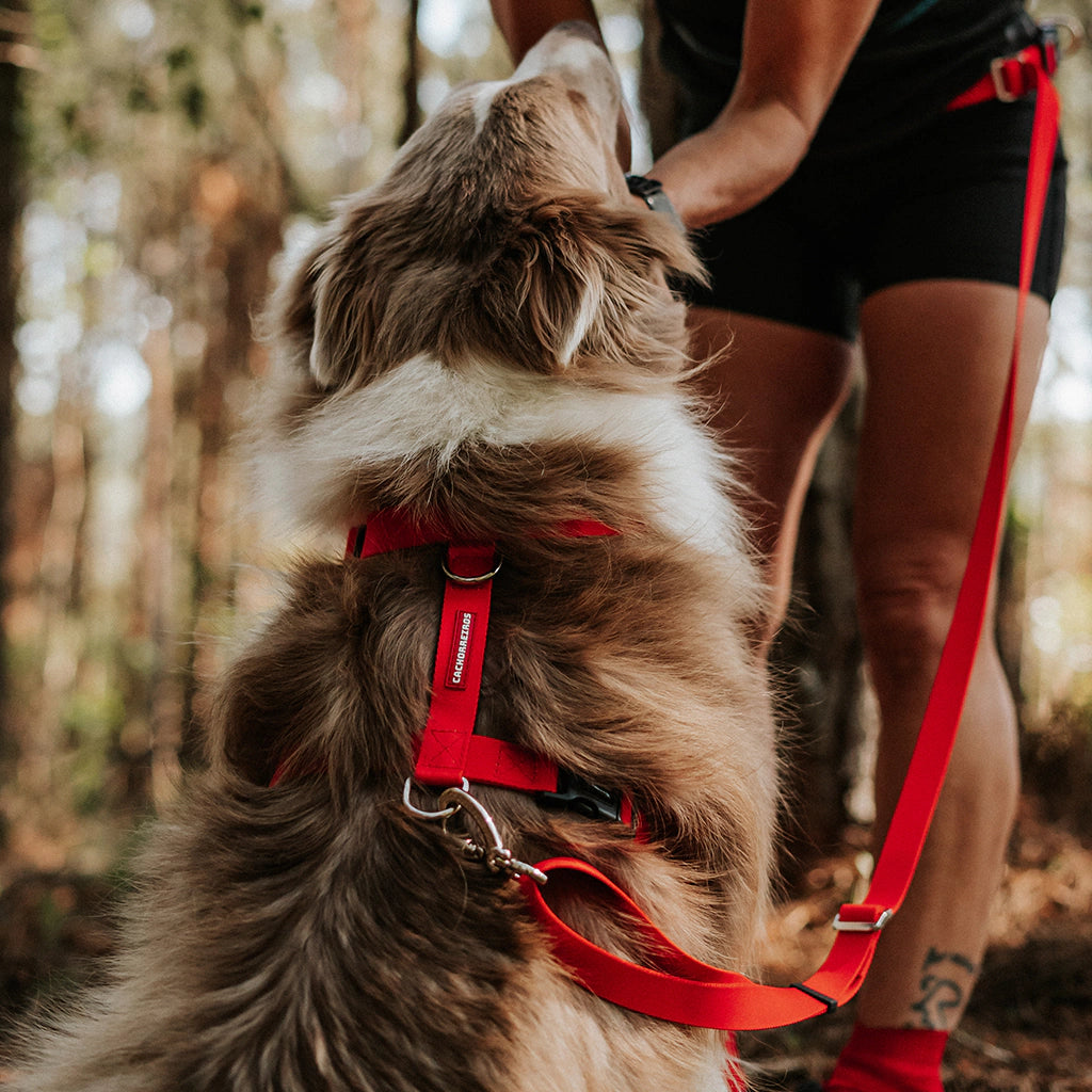 Cachorreiros Red H Harness