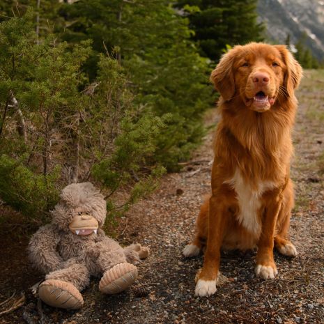 Tall Tails Stuffless Bigfoot With Squeaker Toy for Dogs 20"