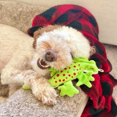 Tall Tails Stuffless Lizard With Squeaker Toy for Dogs 8"