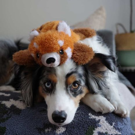 Tall Tails Stuffless Red Panda With Squeaker Toy for Dogs 16"