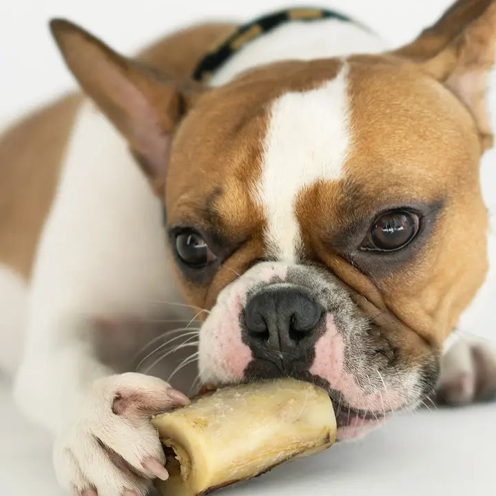 Winnie Lou Bison Marrow Bone for Dogs 2"