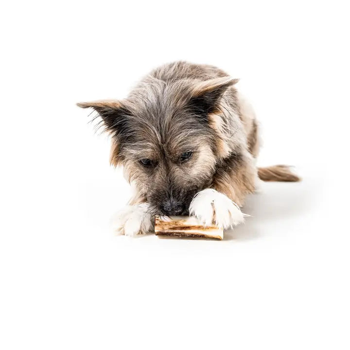Winnie Lou Bison Marrow Bone for Dogs 4"