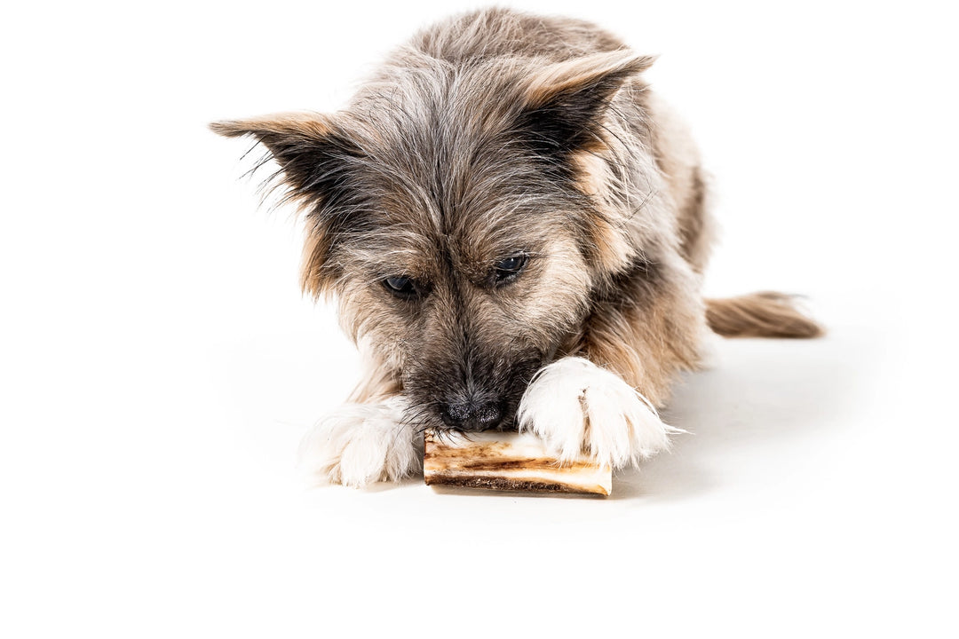 Winnie Lou Bison Marrow Bone for Dogs 4"