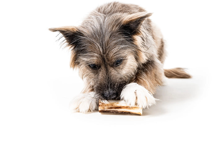 Winnie Lou Bison Marrow Bone for Dogs 4"