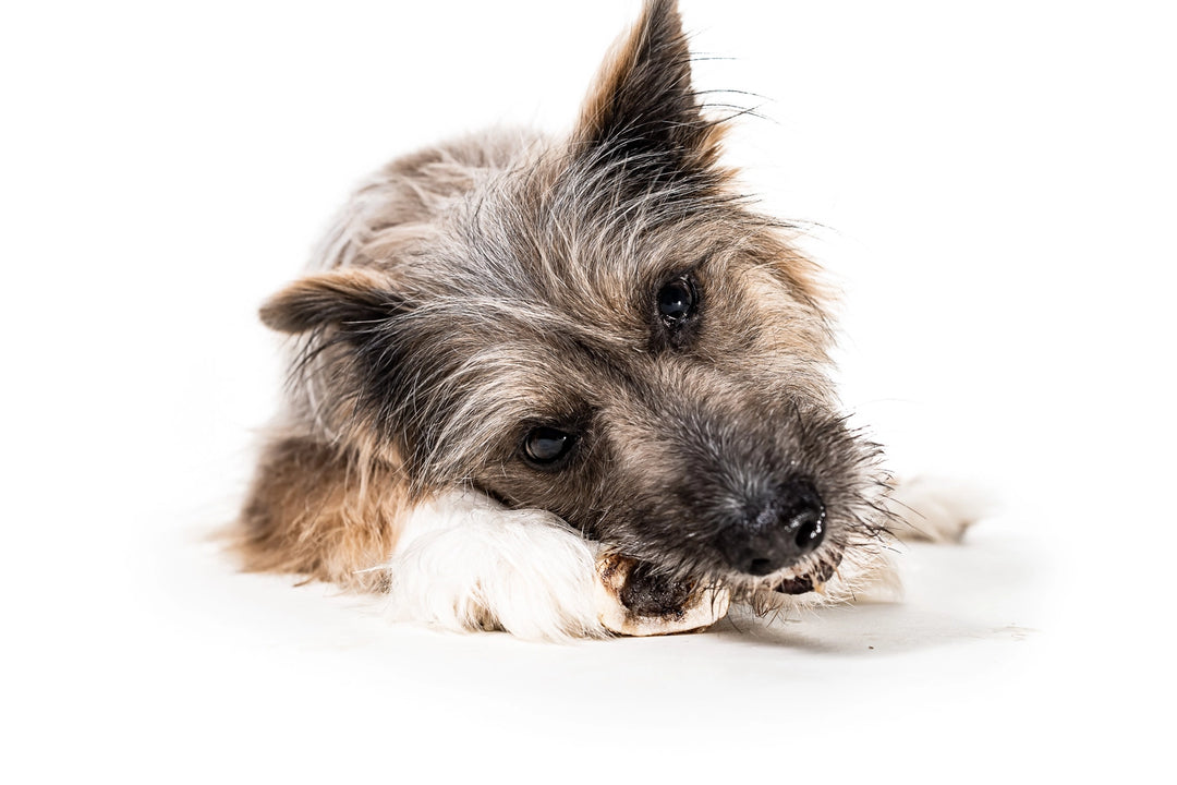 Winnie Lou Bison Marrow Bone for Dogs 4"
