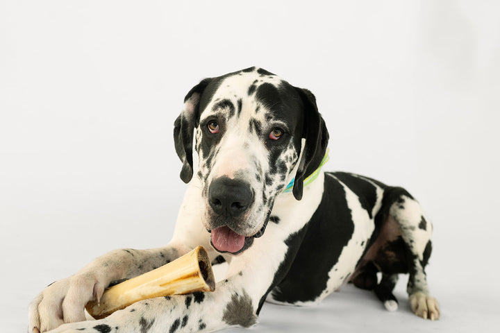 Winnie Lou Bison Marrow Bone for Dogs 6-8"