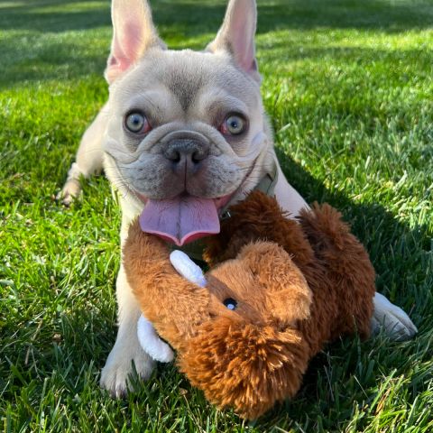 Woolly Mammoth Squeaker Dog Toy