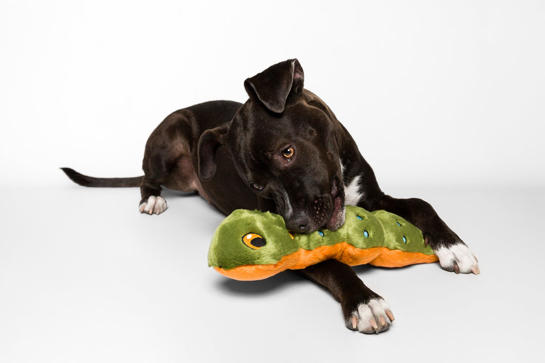Katie Caterpillar Dog Toy