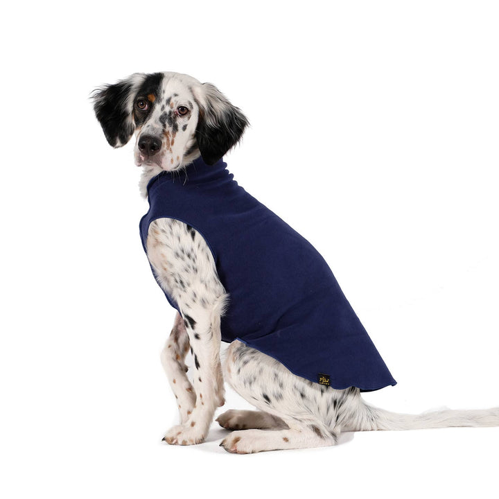Black and White Dog wearing a Navy blue fleece sweater