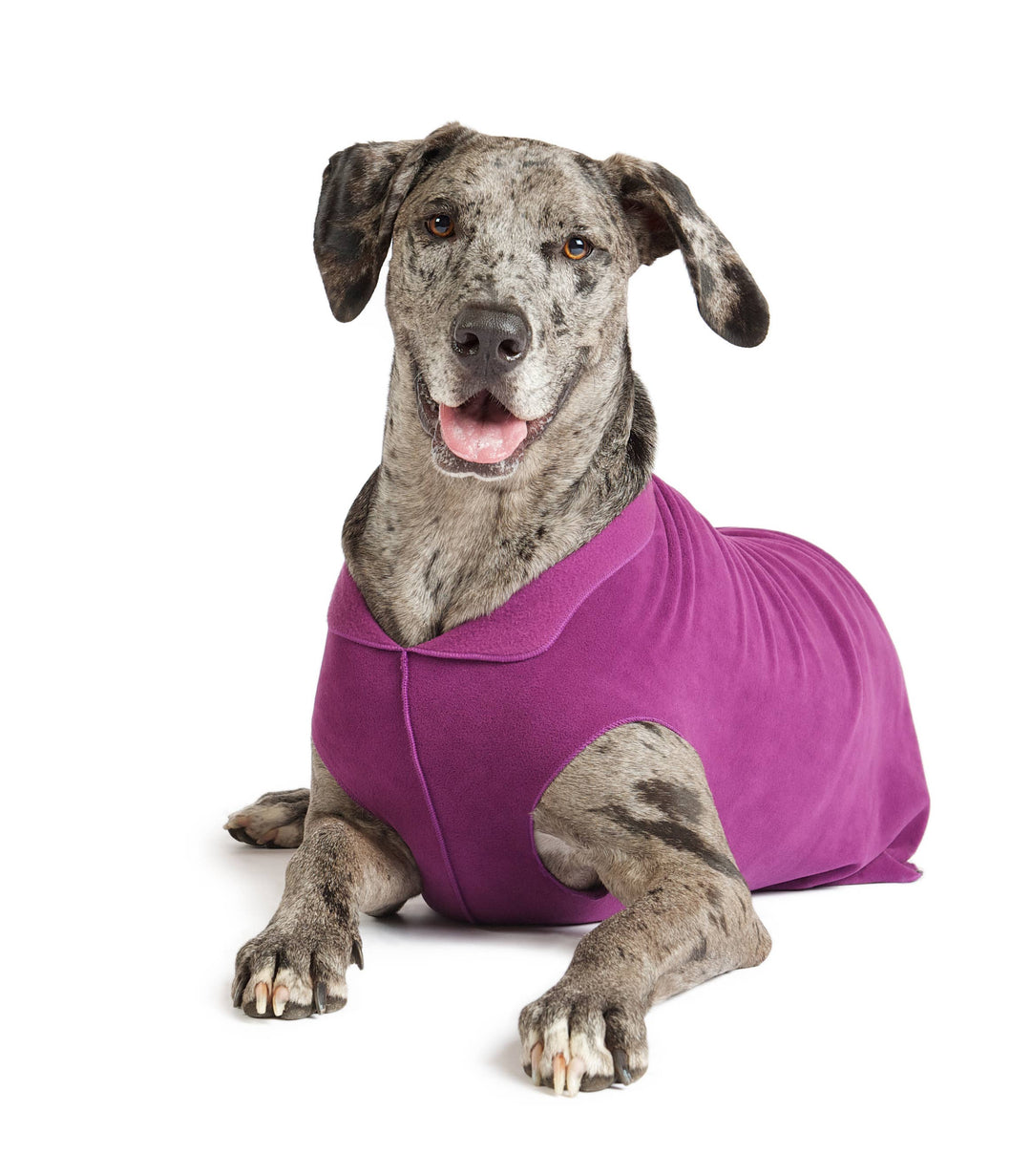Large grey and black dog wearing a purple fleece sweater