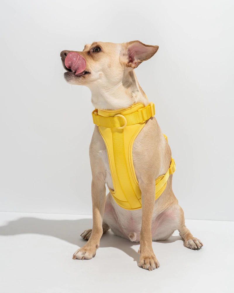 Wild One Butter Harness