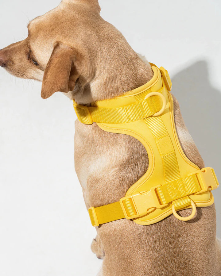 Wild One Butter Harness