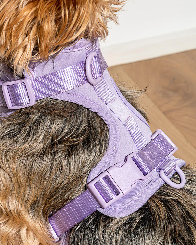 Lilac Harness