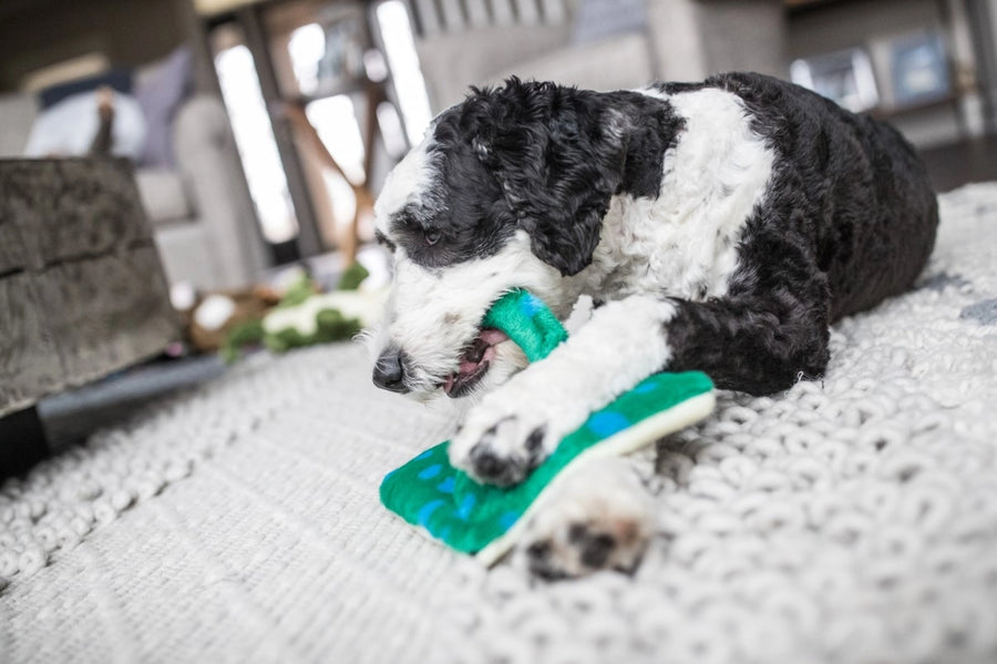 Gordon Stingray Dog Toy